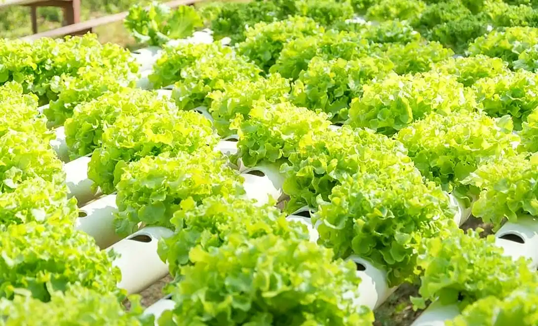 Amino Acid Fertilizer for Leafy Vegetables: Improve Color and Size